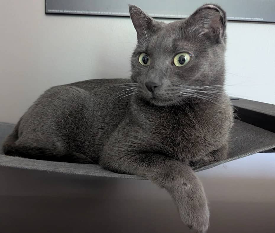 Weaver - Domestic Short Hair cat available for adoption at Pawsitive Match in Calgary