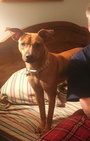 Lana - Mixed Breed available for adoption in Calgary