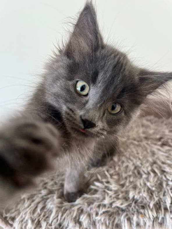 Opus - Domestic Long Hair cat available for adoption at Pawsitive Match in Calgary