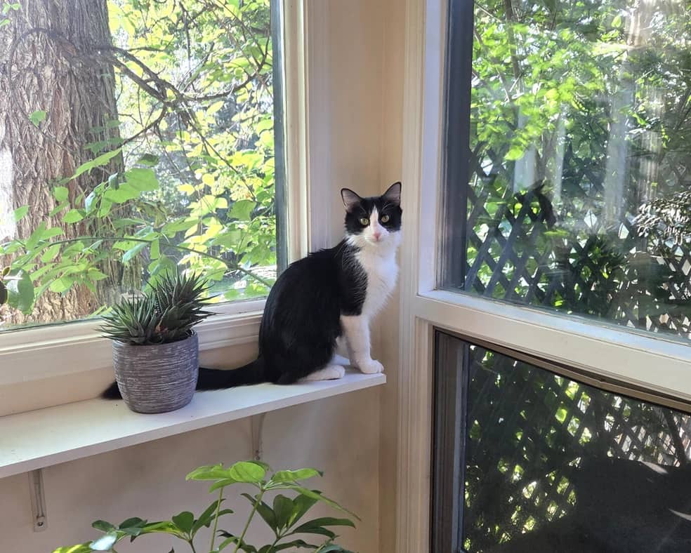 Martini - Domestic Short Hair cat available for adoption at Pawsitive Match in Calgary