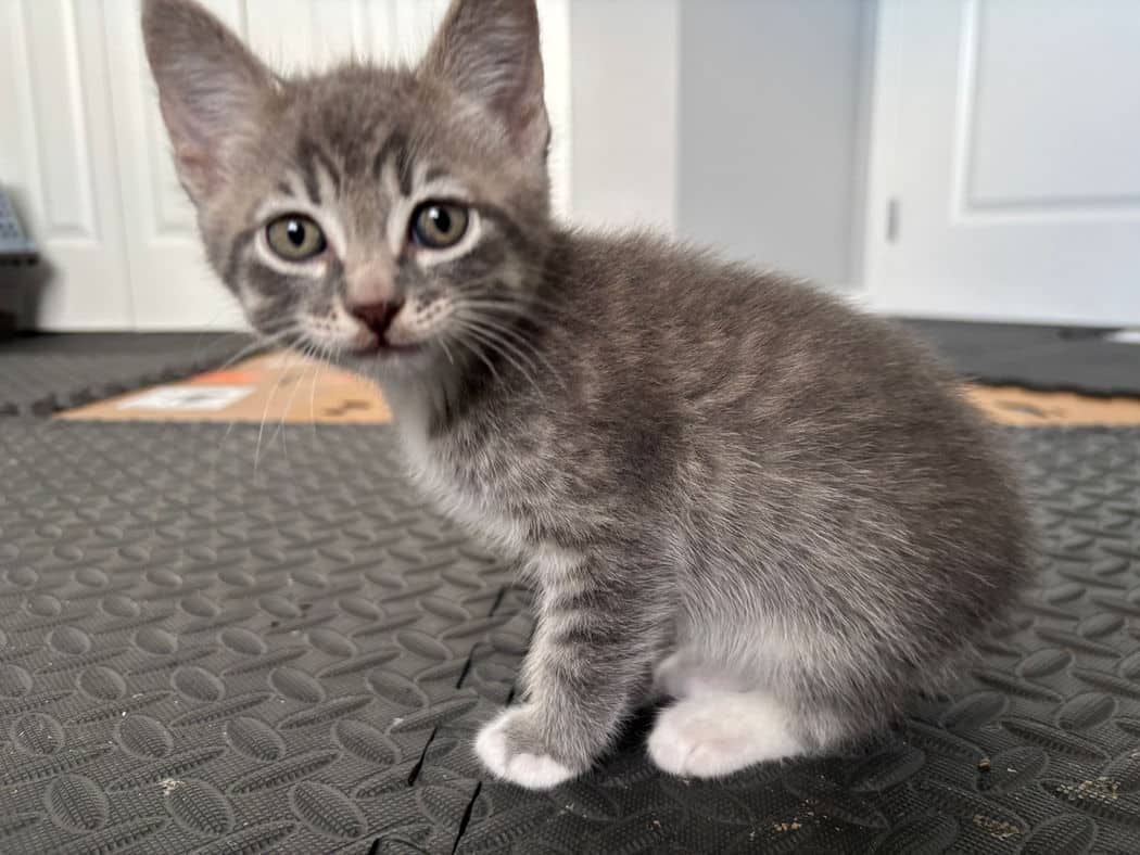 Gelato - Domestic Short Hair available for adoption