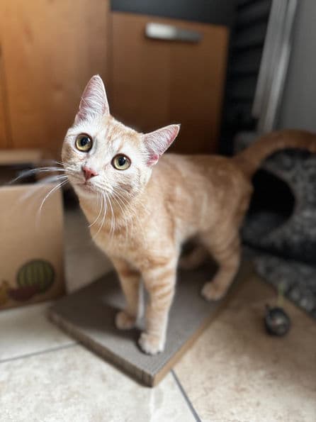 Turmeric - Domestic Short Hair cat available for adoption at Pawsitive Match in Calgary