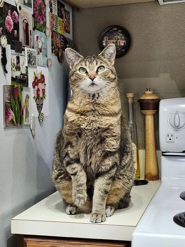 Miss Monroe - Domestic Short Hair cat available for adoption at Pawsitive Match in Calgary