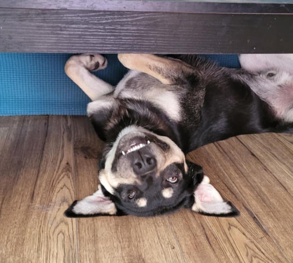 Atlas - Shepherd mix available for adoption