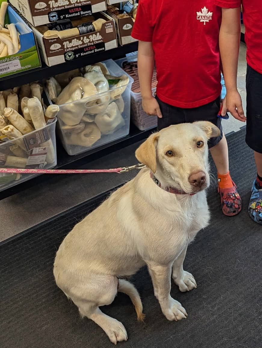 Daisy - Retriever/Husky mix available for adoption