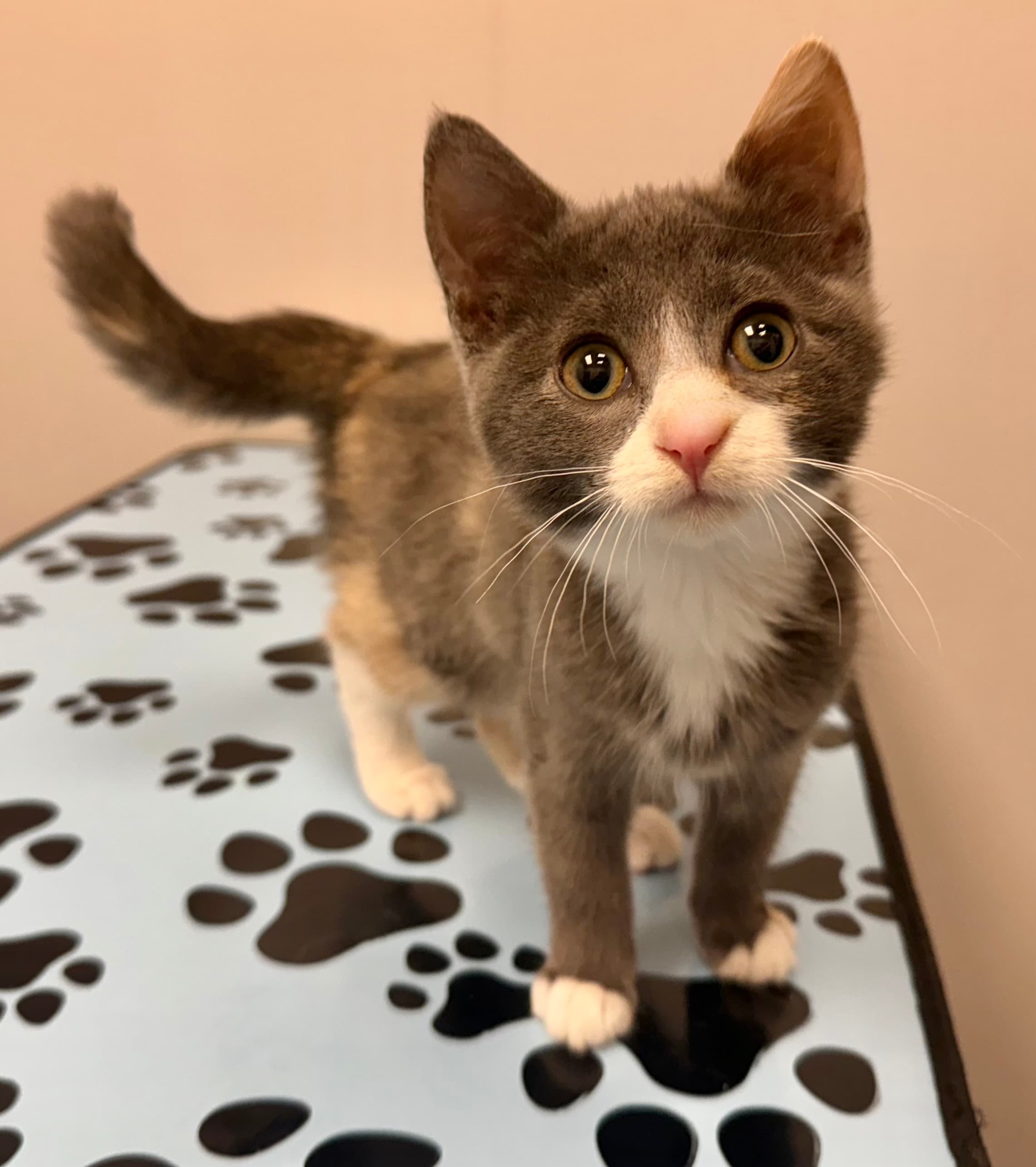 Calla - Domestic Shorthair available for adoption