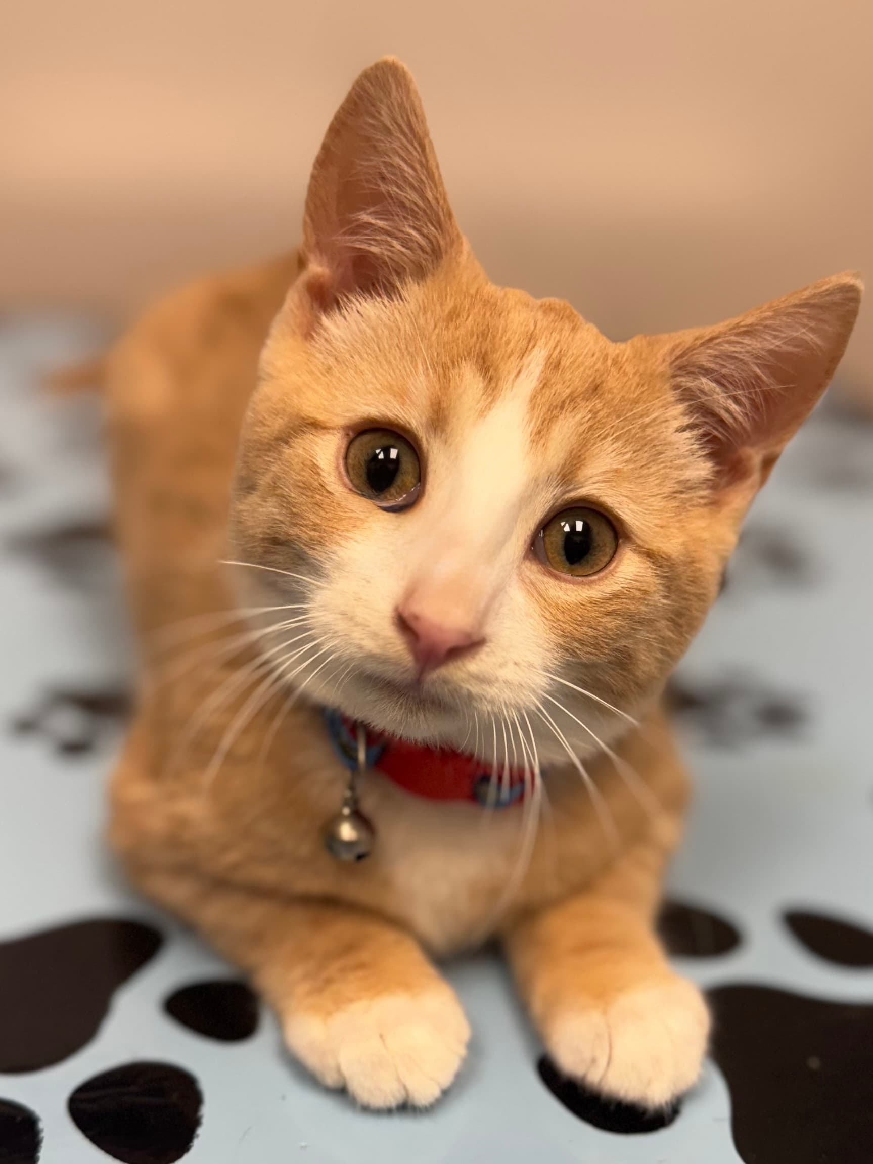 Callan - Domestic Shorthair available for adoption