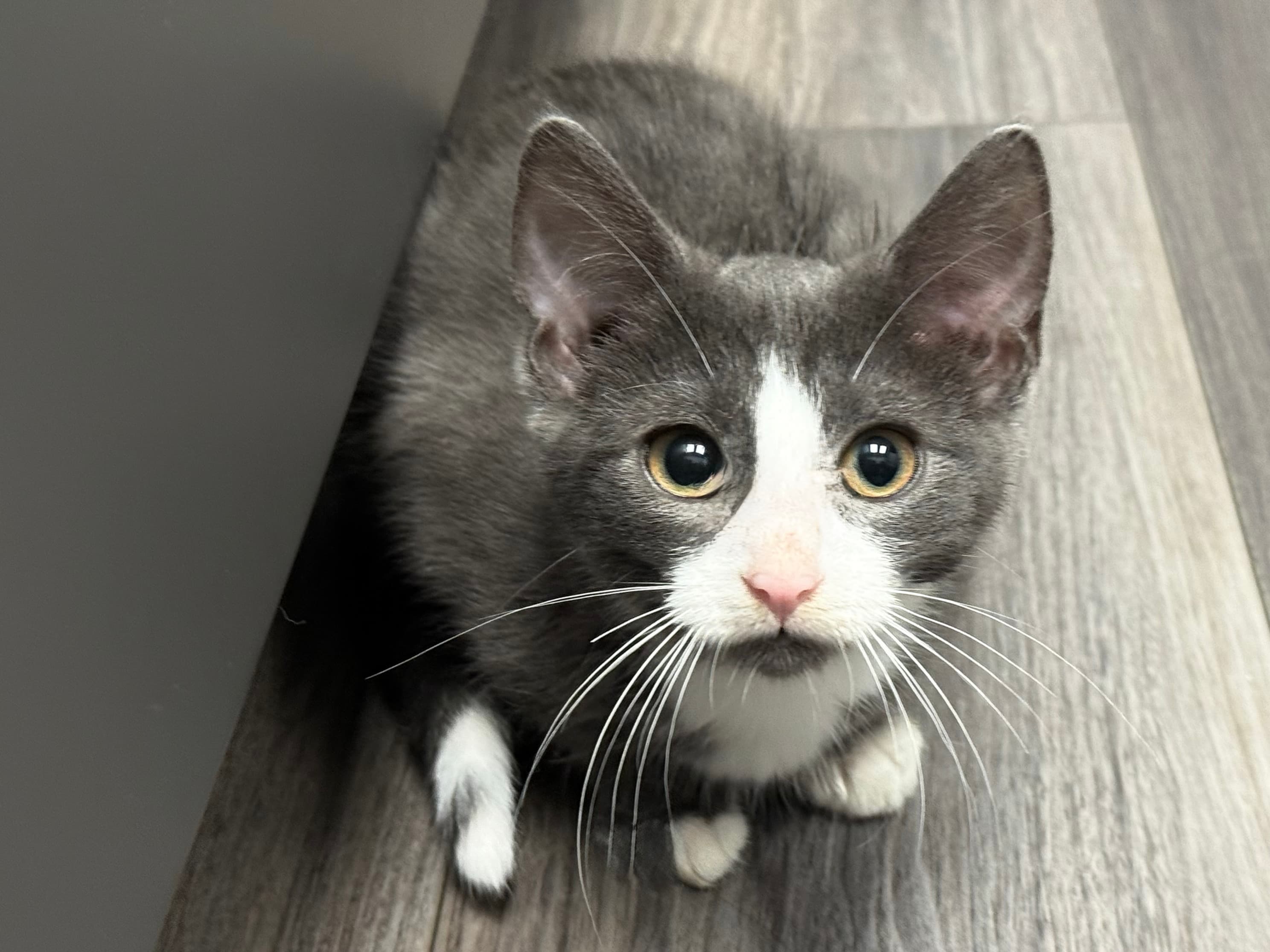 Lani - Domestic Shorthair available for adoption