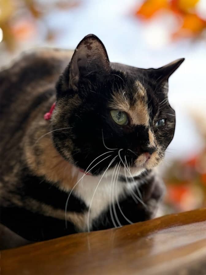 Tiffany - Domestic Shorthair, Tortoiseshell available for adoption