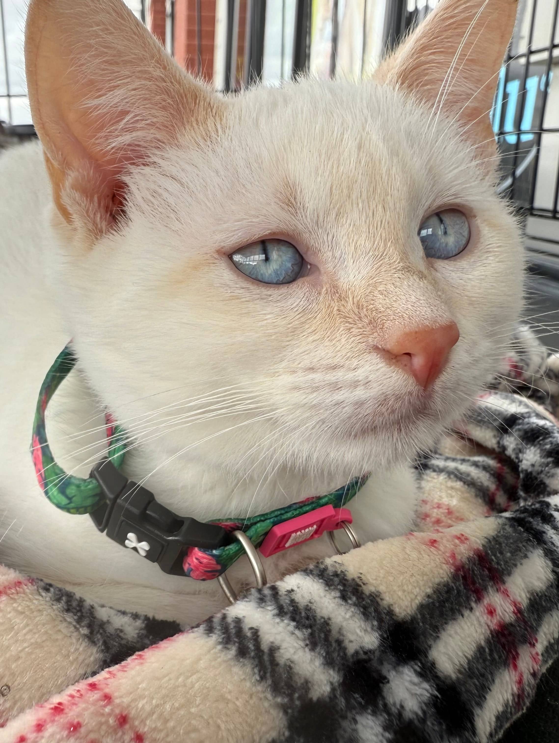 Solara - Flame Point Siamese available for adoption