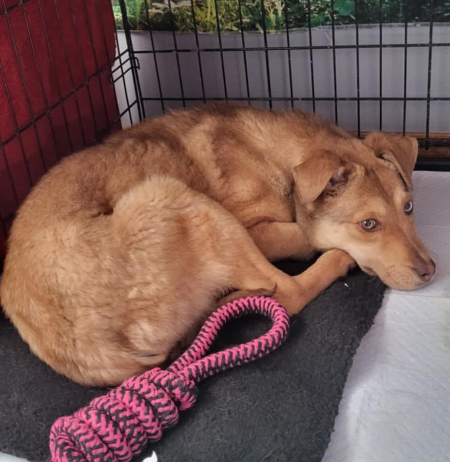Cooper - Shepherd mix available for adoption