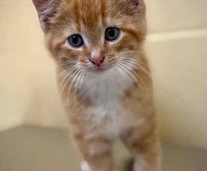 Broth - Domestic Shorthair available for adoption
