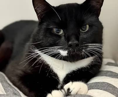 Baller - Domestic Shorthair cat available for adoption at S.H.A.I.D. Tree Animal Shelter in Bridgewater