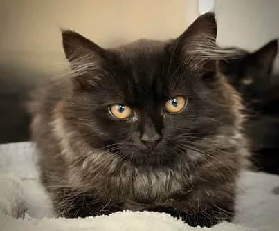 Robusta - Domestic Shorthair cat available for adoption at S.H.A.I.D. Tree Animal Shelter in Bridgewater