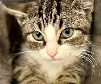 Strudel - Domestic Shorthair available for adoption