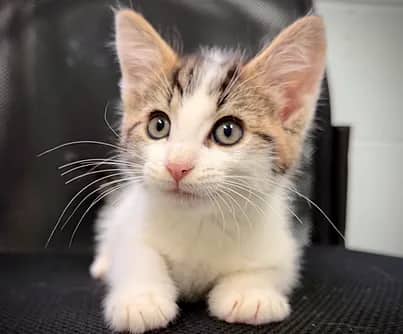 Rock - Domestic Shorthair cat available for adoption at S.H.A.I.D. Tree Animal Shelter in Bridgewater