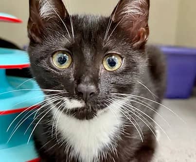 Canoe - Domestic Shorthair available for adoption