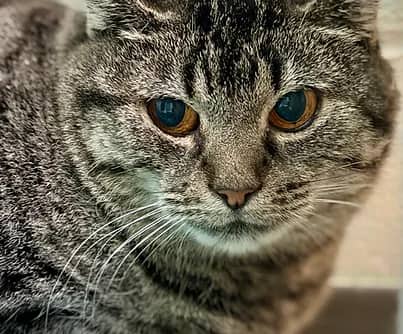 Jester - Domestic Shorthair cat available for adoption at S.H.A.I.D. Tree Animal Shelter in Bridgewater