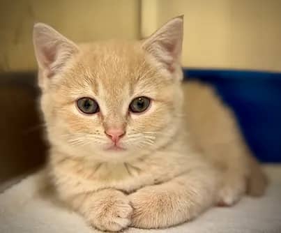 Barley - Domestic Shorthair cat available for adoption at S.H.A.I.D. Tree Animal Shelter in Bridgewater