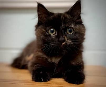 Gray - Domestic Shorthair cat available for adoption at S.H.A.I.D. Tree Animal Shelter in Bridgewater