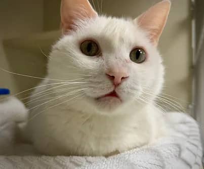 Delsey - Domestic Shorthair cat available for adoption at S.H.A.I.D. Tree Animal Shelter in Bridgewater