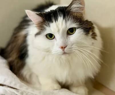 Belladonna - Domestic Shorthair cat available for adoption at S.H.A.I.D. Tree Animal Shelter in Bridgewater
