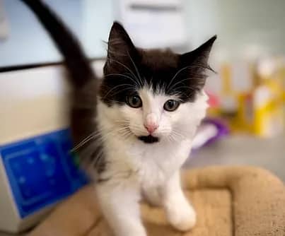 Toph - Domestic Shorthair available for adoption
