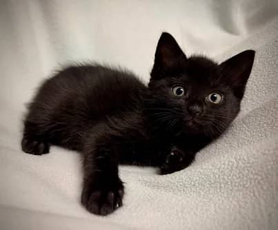 Gildarts - Domestic Shorthair cat available for adoption at S.H.A.I.D. Tree Animal Shelter in Bridgewater