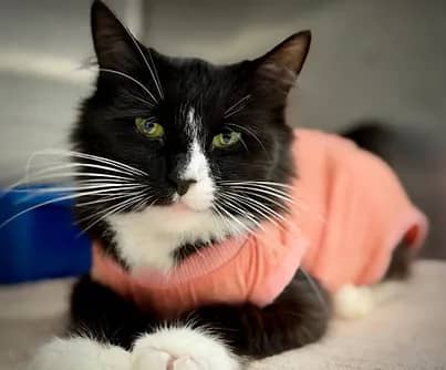 Coffee - Domestic Shorthair cat available for adoption in Nova Scotia