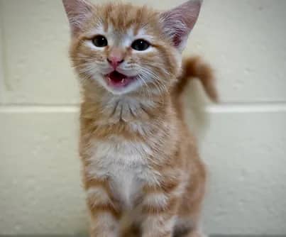 Pho - Domestic Shorthair cat available for adoption at S.H.A.I.D. Tree Animal Shelter in Bridgewater