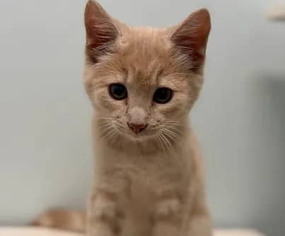 Tai - Domestic Shorthair cat available for adoption at S.H.A.I.D. Tree Animal Shelter in Bridgewater
