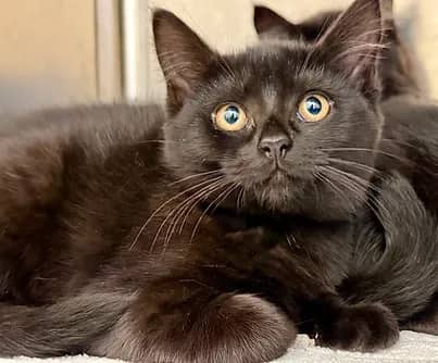 Arabica - Domestic Shorthair cat available for adoption at S.H.A.I.D. Tree Animal Shelter in Bridgewater