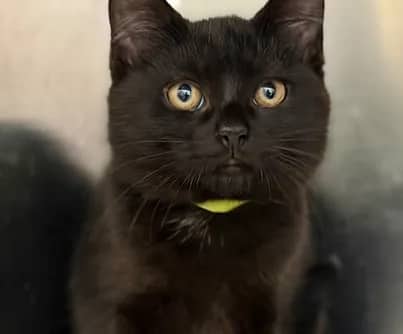 Liberica - Domestic Shorthair cat available for adoption at S.H.A.I.D. Tree Animal Shelter in Bridgewater