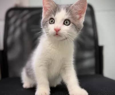 Rock - Domestic Shorthair available for adoption
