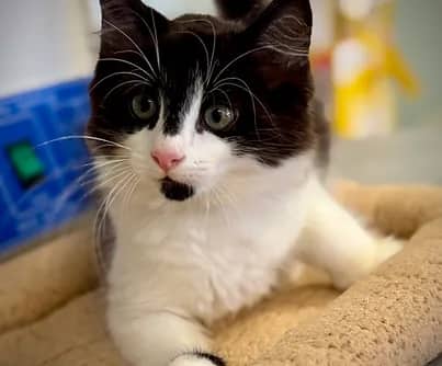Suki - Domestic Shorthair available for adoption