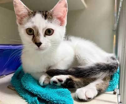 Poppy - Domestic Shorthair available for adoption