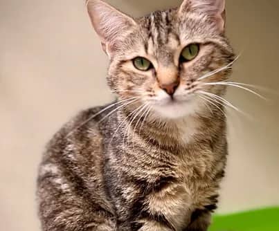 Nine - Domestic Shorthair available for adoption