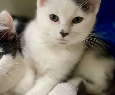 Frenchie - Domestic Shorthair available for adoption