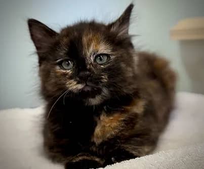 Voodoo - Domestic Shorthair cat available for adoption at S.H.A.I.D. Tree Animal Shelter in Bridgewater