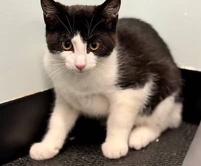 Melody - Domestic Shorthair available for adoption