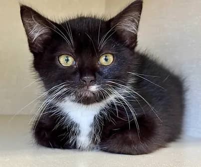 Kayak - Domestic Shorthair available for adoption