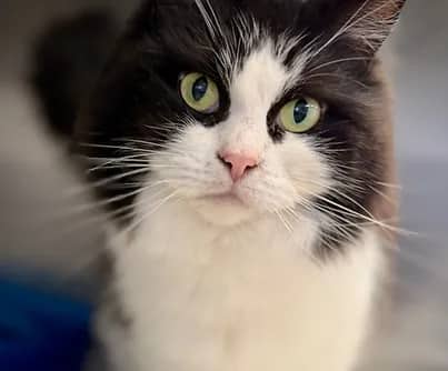 Nanaimo - Domestic Shorthair cat available for adoption at S.H.A.I.D. Tree Animal Shelter in Bridgewater