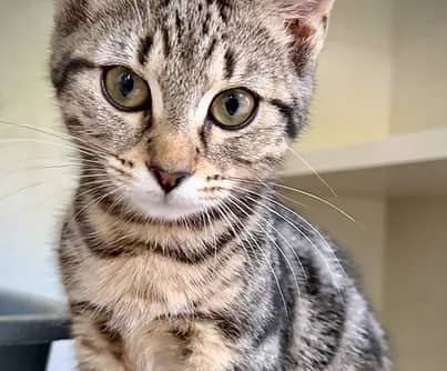 Syksy - Domestic Shorthair cat available for adoption at S.H.A.I.D. Tree Animal Shelter in Bridgewater