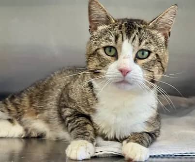 Myles - Domestic Shorthair cat available for adoption at S.H.A.I.D. Tree Animal Shelter in Bridgewater