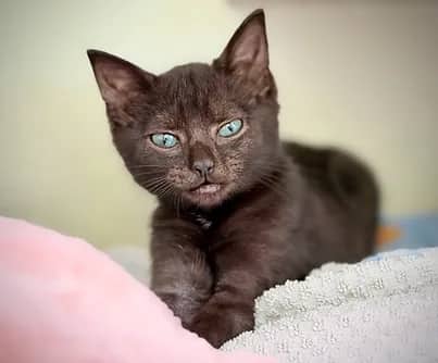 Croissant - Domestic Shorthair cat available for adoption at S.H.A.I.D. Tree Animal Shelter in Bridgewater