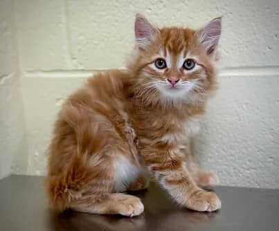 Minestrone - Domestic Shorthair cat available for adoption at S.H.A.I.D. Tree Animal Shelter in Bridgewater