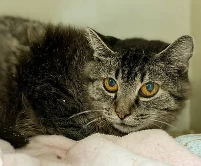 Clefford - Domestic Shorthair cat available for adoption in Nova Scotia
