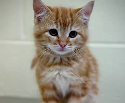 Scissors - Domestic Shorthair available for adoption