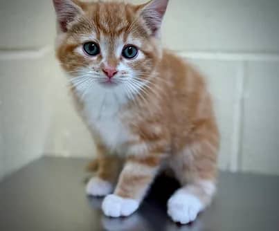 Gumbo - Domestic Shorthair available for adoption