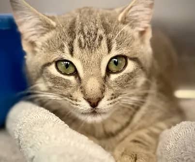 Cannoli - Domestic Shorthair cat available for adoption at S.H.A.I.D. Tree Animal Shelter in Bridgewater